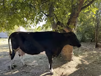 بقرة, سلالة هولشتاين — الصورة 2