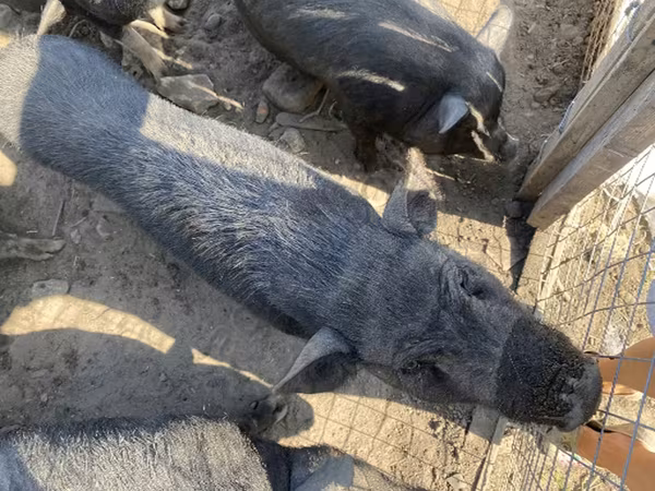 Boar, Pigs