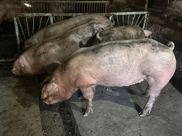 Porci de casa