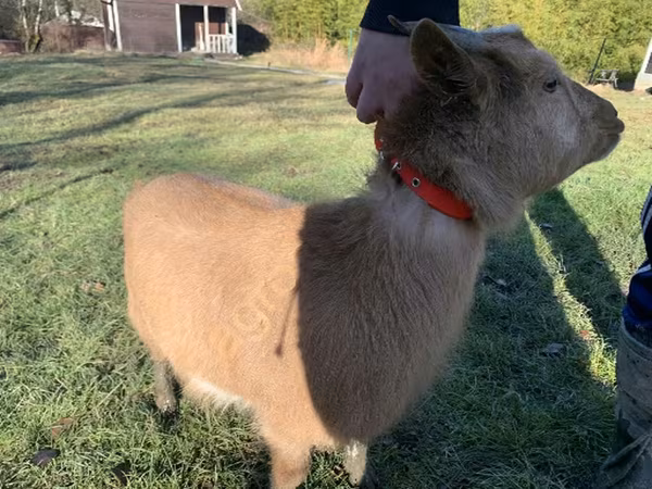 Goat, Goats
