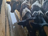 公牛, Cattle — 照片 1