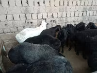كبش, الأغنام — الصورة 4