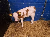 母牛, Cattle — 照片 2