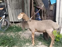 Widder, Edilbay sheep — Foto 7