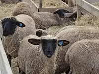Oaie, Blackheaded Persian sheep — foto 3