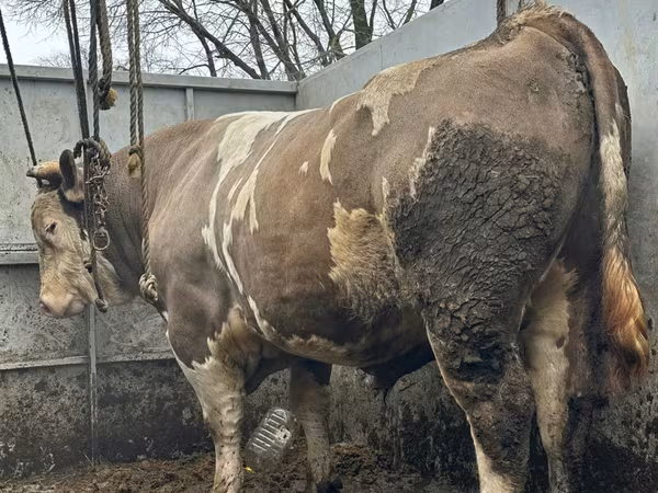 公牛, Cattle — 摩尔多瓦