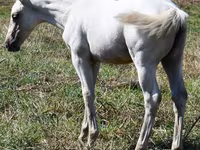 Madyan, Quarter Horse — foto 3