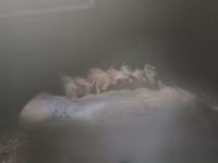 Eber, Дюрок — Foto 2