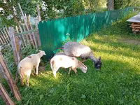 Capră, Kejobong goat — foto 3