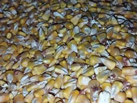 Продаю КУКУРУЗУ . Сухая влага 10% . есть 100 тонн. 20 сом окончательно — foto 2
