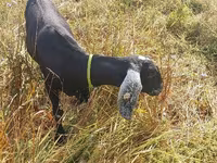 Cabra, Nubian Goat — foto 3