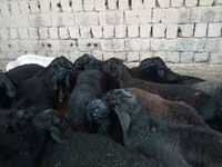 Кочкор, Рён кочкору — сүрөт 4