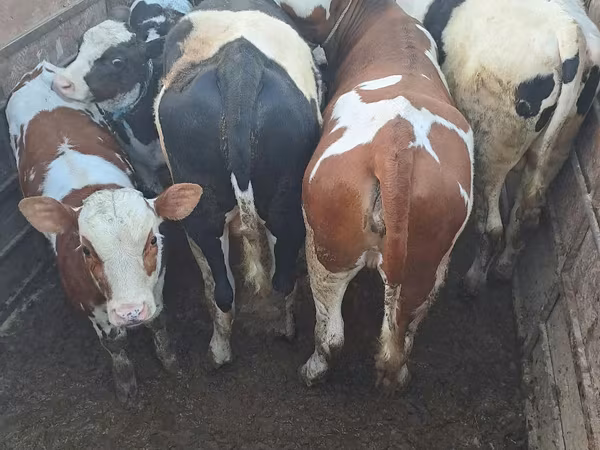 母牛, Cattle — 摩尔多瓦