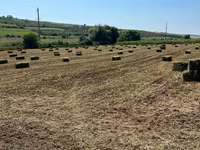 Lucernă roada 2026 — الصورة 3