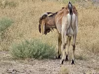 Ziegenbock, Nubian Goat — Foto 3