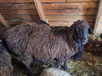 Carneiro, Edilbay sheep — foto 2