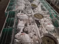 Granule7,50lei, pentru iepuri calitate superioară, Orhei — foto 5
