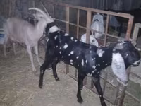 Boucs, Beetal goats — photo 2