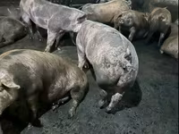 Scroafă, Porci — foto 1