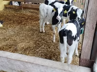 सांड, Swiss cattle — फ़ोटो 7
