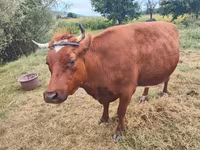 Cow, Cattle — photo 2