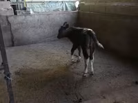 Buğa, Mal-qara — foto 1