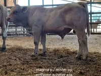 Bou, Charolais cattle — foto 7