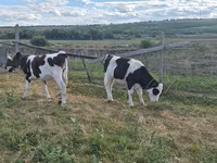 Bou, Bovine — foto 3