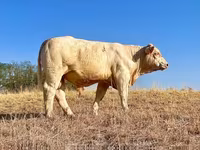 Bou, Charolais cattle — foto 2