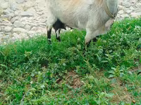 عنزة, الماعز — الصورة 1