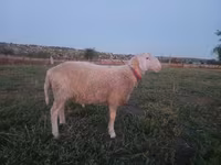 كبش, Assaf sheep — الصورة 2