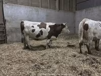 Уй, Монбельярд — сүрөт 2