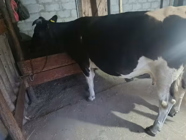 母牛, Holstein breed — 摩尔多瓦