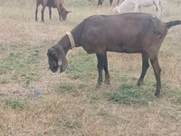 Capră, Nubian Goat — foto 2