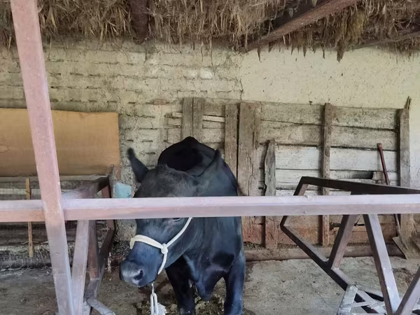 母牛, Cattle