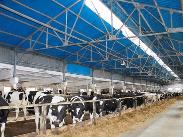 母牛, Holstein breed