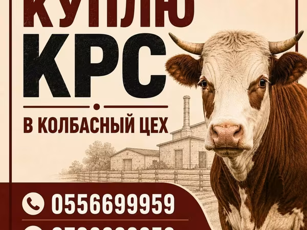 Bou, Bovine