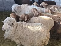 Brebis, Tian-Shan semifinewool sheep — photo 4