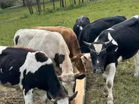 Bulle, Holstein-Rasse — Foto 1