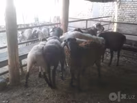 Widder, Arabi sheep — Foto 6