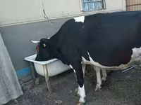 Vacă, Rasa Holstein — foto 3