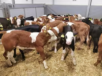 Vacă, Bovine — foto 2