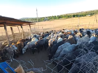 母羊, Sheep — 照片 3