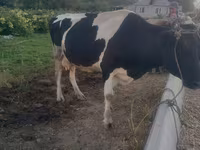母牛, Holstein breed — 照片 4