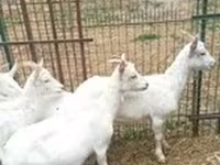 Dişi keçi, Saanen goat — foto 3