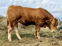 Taureau, Vache limousine — photo 3
