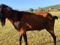 عنزة, Saanen goat — الصورة 5