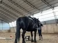 Iapă, Percheron — foto 2