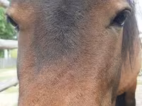 Madyan, American shetland pony — foto 1
