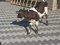 Vacă, Bovine — foto 1
